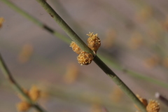 Ephedra funerea
