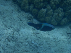 Scarus schlegeli