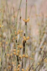 Ephedra funerea