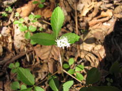Panax trifolius
