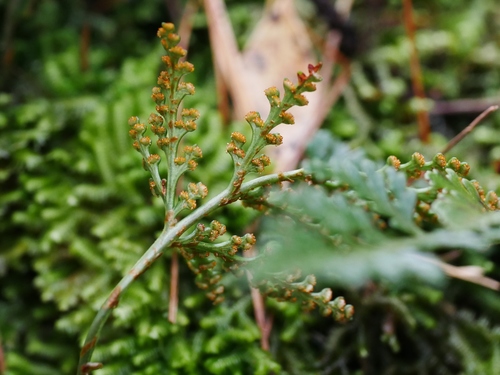Image of Davallia Chrysanthemifolia (Davallia chrysanthemifolia) by (c) Jacy Chen, some rights reserved (CC BY)
