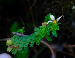 Osmitopsis parvifolia