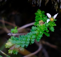 Osmitopsis parvifolia