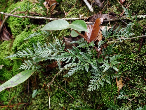 Image of Davallia Chrysanthemifolia (Davallia chrysanthemifolia) by (c) Jacy Chen, some rights reserved (CC BY)