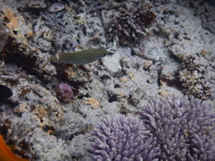 Siganus spinus
