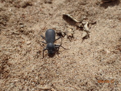 Cryptoglossa muricata