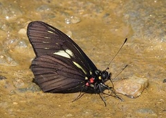 Catasticta pharnakia
