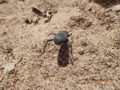 Cryptoglossa muricata