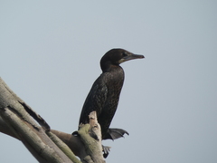 Microcarbo niger