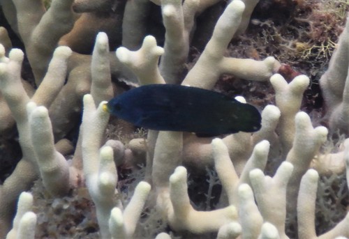Onelined Wrasse