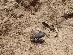 Cryptoglossa muricata