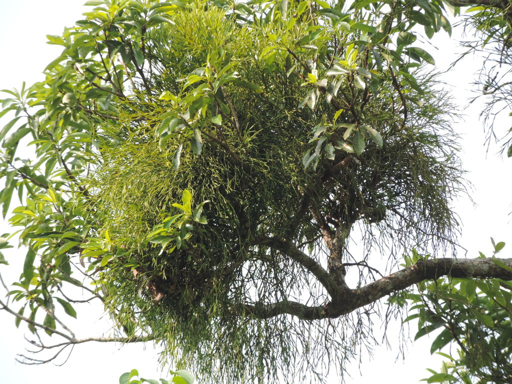 Viscum liquidambaricola