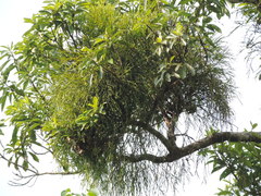 Viscum liquidambaricola