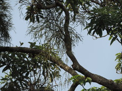 Viscum liquidambaricola