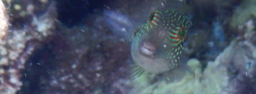 Canthigaster janthinoptera