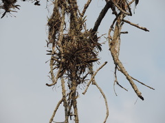 Thrixspermum formosanum