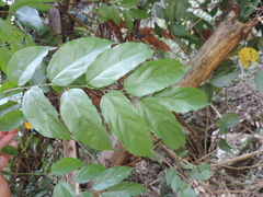 Ventilago leiocarpa