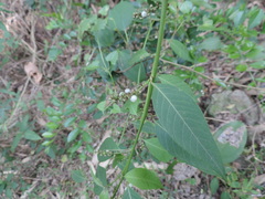 Deeringia polysperma