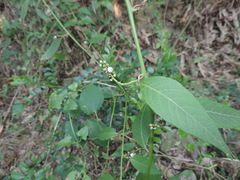Deeringia polysperma