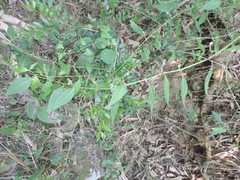 Deeringia polysperma