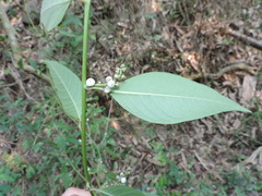 Deeringia polysperma
