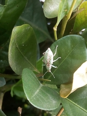 Compsus viridivittatus