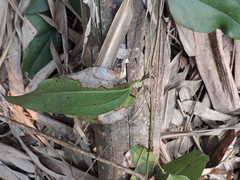 Smilax ocreata
