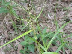 Scleria terrestris