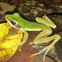 Chalcorana raniceps