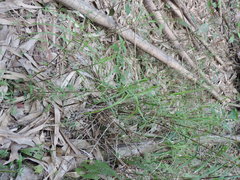 Scleria terrestris