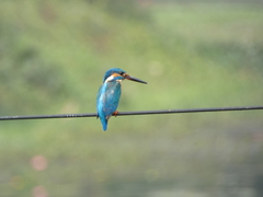 Alcedo atthis