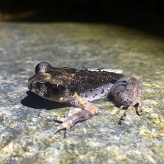 Leptobrachella gracilis