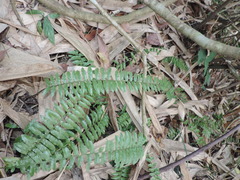 Bolbitis rhizophylla