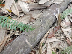 Bolbitis rhizophylla