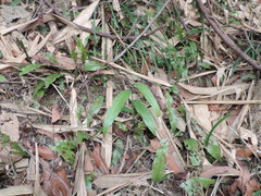 Tropidia curculigoides