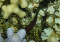 Pseudocheilinus hexataenia