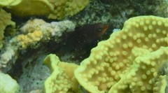 Pseudocheilinus hexataenia