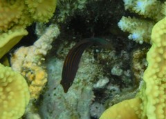 Pseudocheilinus hexataenia