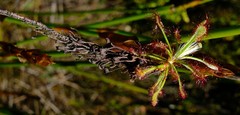 Drosera glabripes