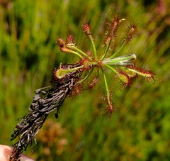 Drosera glabripes