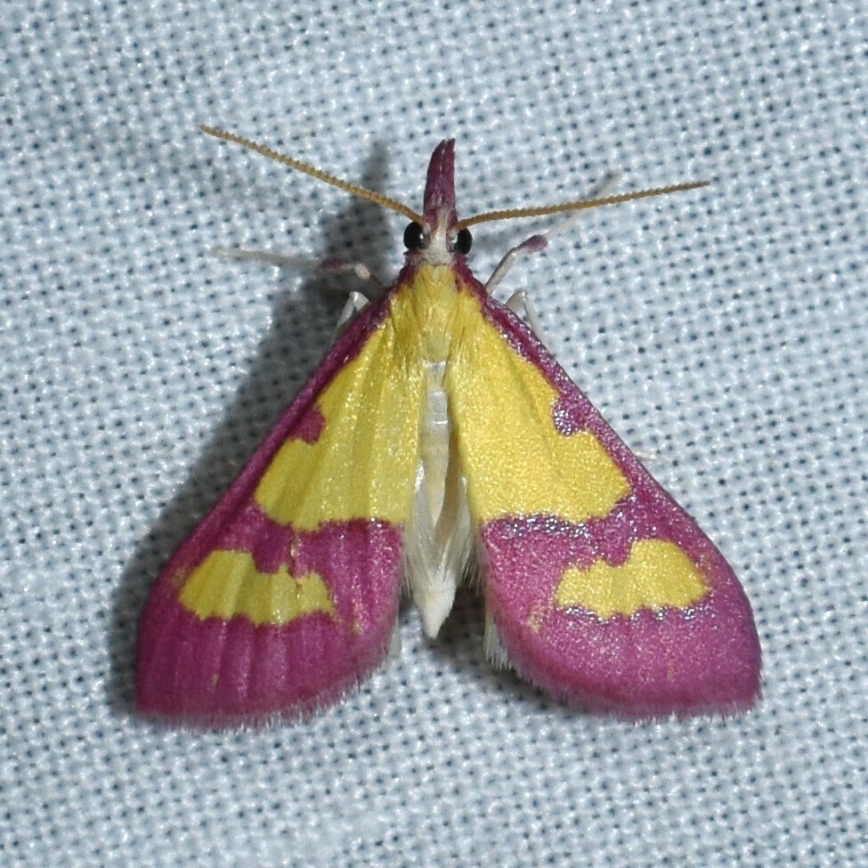 Choristostigma roseopennalis