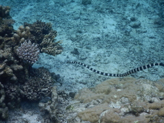 Laticauda saintgironsi