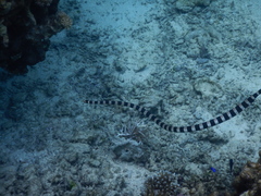 Laticauda saintgironsi