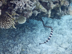 Laticauda saintgironsi