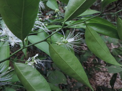 Capparis sabiifolia