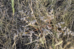 Goniolimon tauricum