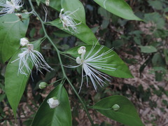 Capparis sabiifolia