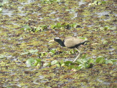Metopidius indicus