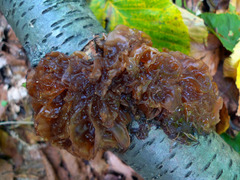 Phaeotremella foliacea