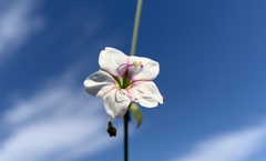 Commicarpus brandegeei